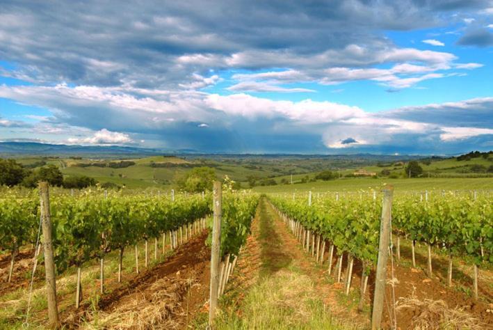 Abbadia Wine Relais Bed & Breakfast Montefollonico Екстериор снимка