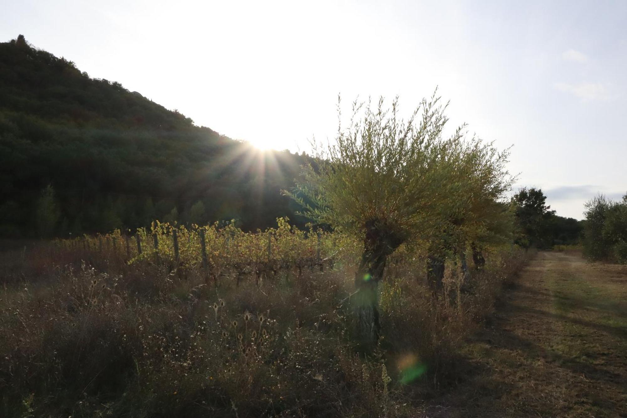 Abbadia Wine Relais Bed & Breakfast Montefollonico Екстериор снимка