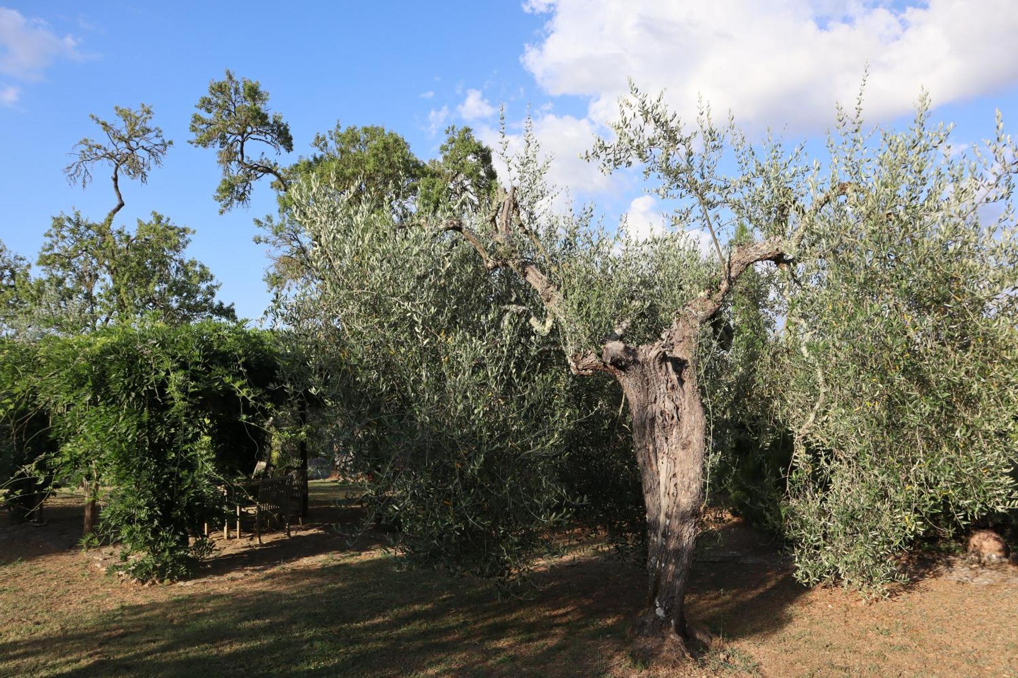 Abbadia Wine Relais Bed & Breakfast Montefollonico Екстериор снимка